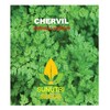 Chervil Seeds, 250+ Vertissimo, Heirloom, Non GMO Seeds, Anthriscus cerefolium