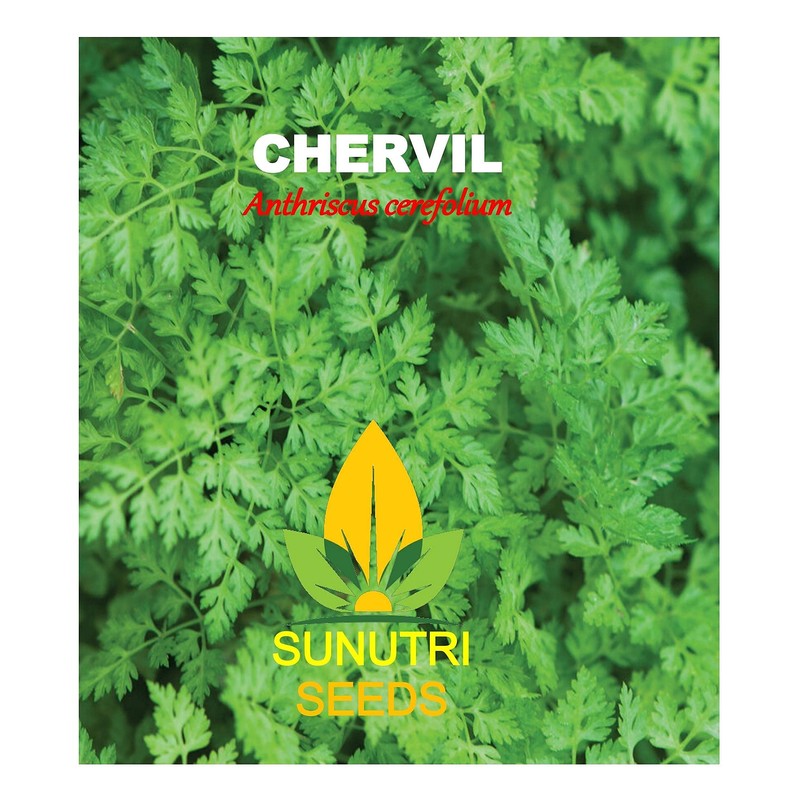 Chervil Seeds, 250+ Vertissimo, Heirloom, Non GMO Seeds, Anthriscus cerefolium