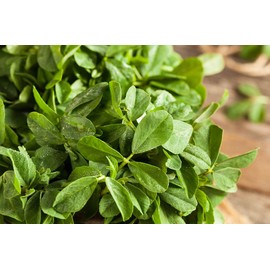 Fenugreek Oleoresin, Natural Fenugreek Extract Seeds and Leaves of Fenugreek (500g.)