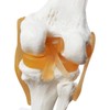 EVOTECH SCIENTIFIC Human Functional Knee Joint Model with Ligament Life