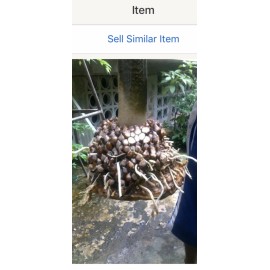 Jergon Sacha (Dracontium loretense) Powdered From Peru. 1 Pound Bag