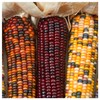 Everwilde Farms - 1 Oz Wampum Ornamental Corn Seeds -