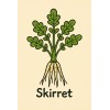 Homemade Skirret (Sium sisarum) – Rare Heirloom Perennial Root Vegetable