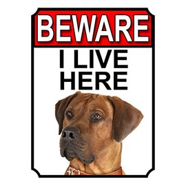 SHAWPRINT BEWARE I LIVE HERE METAL GATE SIGN RHODESIAN RIDGEBACK 200MM X 10MM (1078H1)