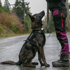 Service Dog in Training Tags for Harness, in Training Service Dog ID Tags,Double Side Engraved Protected Under Federal Law with Medical Alert Symbol Easily Attach to Dog Collar, Harness (M)