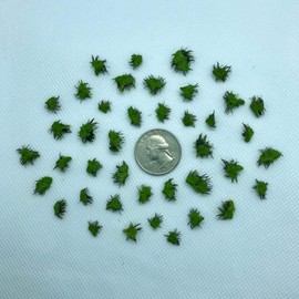 40+ Riccia Water Spangles (+FREE BONUS PLANT) Live Aquarium Floating Plant (Ricciocarpos Natans) by Aquarigram (Plants Only)