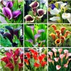 100 Pcs Calla Lily Seeds Beautiful Flowers Planting