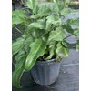 Philodendron Xanadu Live Plant 10 inch Pot Eddies Acres NO