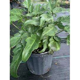 Philodendron Xanadu Live Plant 10 inch Pot Eddies Acres NO Shipping to California