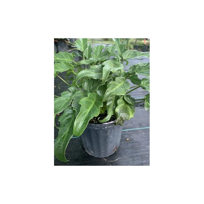 Philodendron Xanadu Live Plant 10 inch Pot Eddies Acres NO