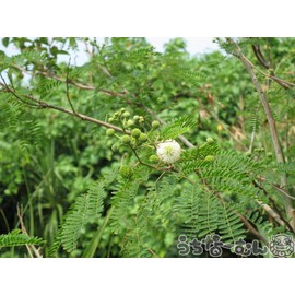 Fermented Ginnem, Gincha, 0.1 oz (4 g), 60 Packets, 1 P