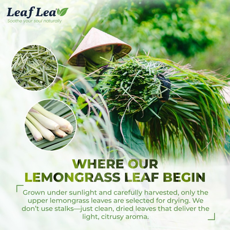 LeafLea Lemongrass Tea Bags, 40 Count, 100% Natural Lemongrass Leaves,