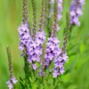 Alpi Nature Verbena Officinalis Organic Verbena Tea 200 g, Organic