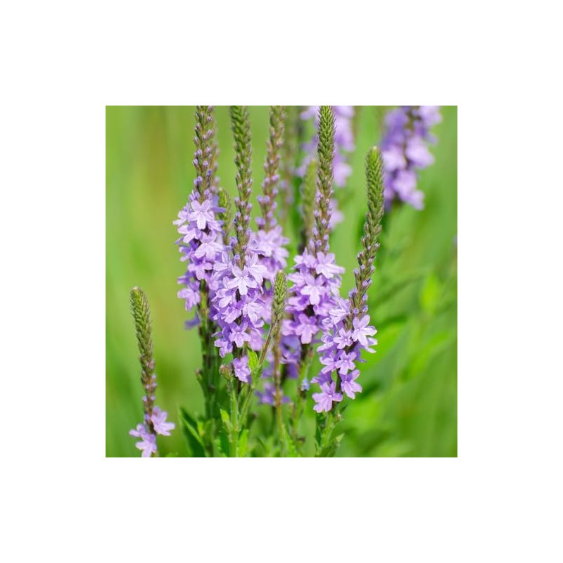 Alpi Nature Verbena Officinalis Organic Verbena Tea 200 g, Organic