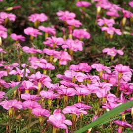 Four O'Clock Pink Flowering, Climbing, Trailing, Vine Plant Flower (100) Seeds Exotic Garden Flowers Tender Perennial That Reseeds Easily