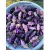 Superhot Seeds 50+ Random SUPERHOT Pepper Seeds. Over 20 Different