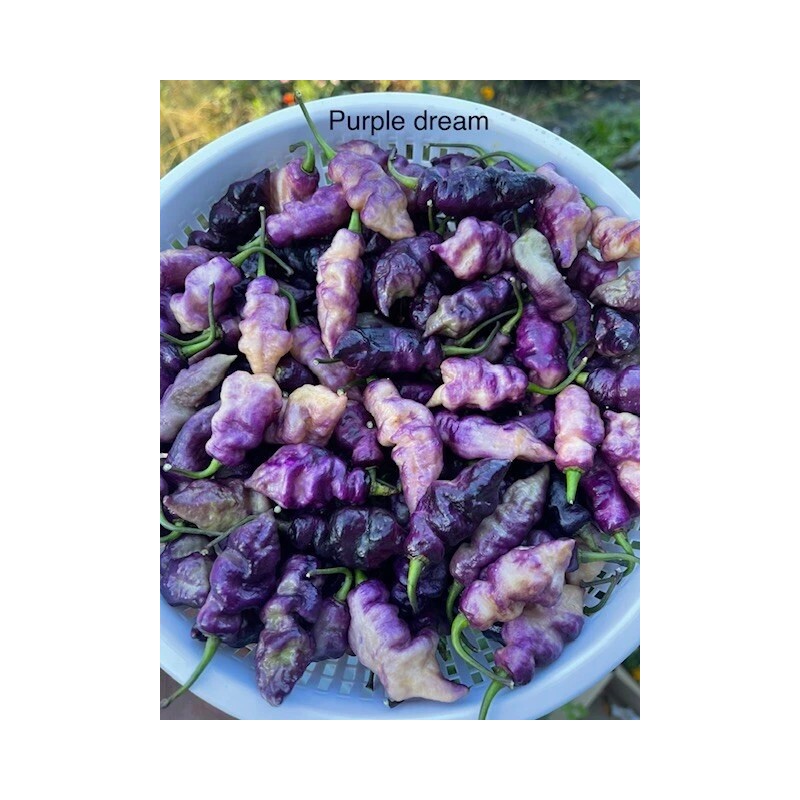 Superhot Seeds 50+ Random SUPERHOT Pepper Seeds. Over 20 Different