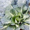 Vates Collard Seeds - Blue-Green Cabbage-Like Delicious Leaves