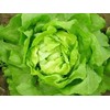 Heirloomsupplysuccess 100 Heirloom Iceberg Lettuce Seeds