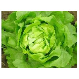 Heirloomsupplysuccess 100 Heirloom Iceberg Lettuce Seeds