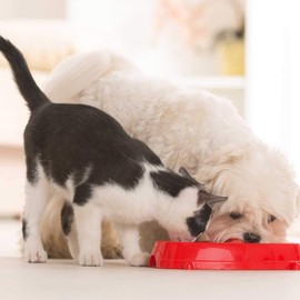 I LOVE MY PETS pet probiotics for Dogs - PET Digestive AID - Dogs and Cats - Best PROBIOTICS - Inulin fos - 120 Treats (2 Bottle)