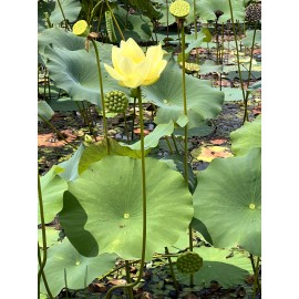 Fresh 10 Seeds Yellow Lotus Flower Seeds American Water Lily for Pots or Pond