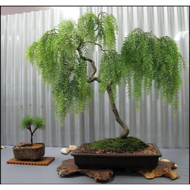 Tree Live Dwarf Australian Weeping Willow Bonsai Tree - Fast Growing, Indoor/Outdoor