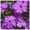 Everwilde Farms - 15 Marsh Phlox Native Wildflower Seeds -