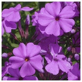 Everwilde Farms - 15 Marsh Phlox Native Wildflower Seeds - Gold Vault Jumbo Seed Packet