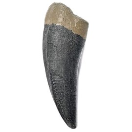 TENET - FOSSILI (TENTE DI TYRANNOSAURUS REX T-REX 13 CM (REPLICA))