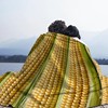 Corn Blanket Funny Food Throw Blanket for Sofa Chairs Bed,