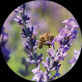 Living Libations Lavender Essential Oil, 30ml