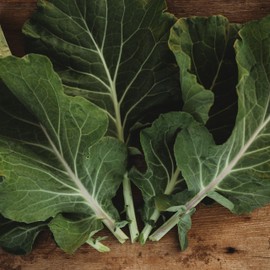 Georgia Southern Collard Greens - 100 Seeds - Flavorful Blue-Green Leaves, Cold-Tolerant, Great for Fall Gardening, Non-GMO Heirloom Collard Seeds for Planting in The Home Garden, Thresh Seed Company