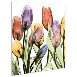Empire Art Direct Tulip Scape X-Ray I Flower Wall Art on Frameless Free Floating Tempered Glass Panel Ready to Hang, Living Room, Bedroom & Office, 24 in x 24 in x 0.2 in, Multicolor