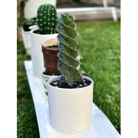Spiral Cactus - Cereus forbesii 'Spiralis' - Twisted Rare Succulent - Tornado Cactus - Live Rooted Plant (10'')