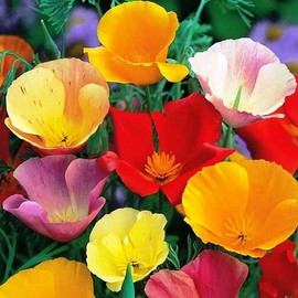 Seeds4planting - Seeds California Poppy Mix Eschscholzia Annual Flowers for Planting