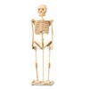 Puzzled 3D Puzzle Human Skeleton Wood Craft Construction Model Kit,