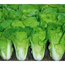 500+Chinese Cabbage seeds Pak Choi Kuai Cai Fast Grow Cabbage USA