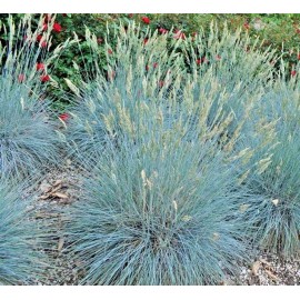 Little Seed Store 300+BLUE FESCUE Ornamental Grass Seeds Clumping Drought Tolerant Low Maintenance