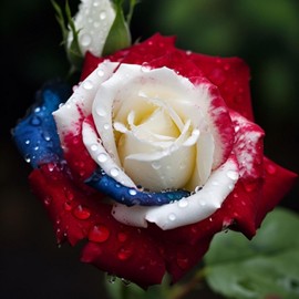 JQBay 20pcs Rare Three-Color Rose Seeds for Home Potted Garden