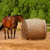 Dayimado Large Round Bale Hay Net, 6x6 Ft Sturdy Hay