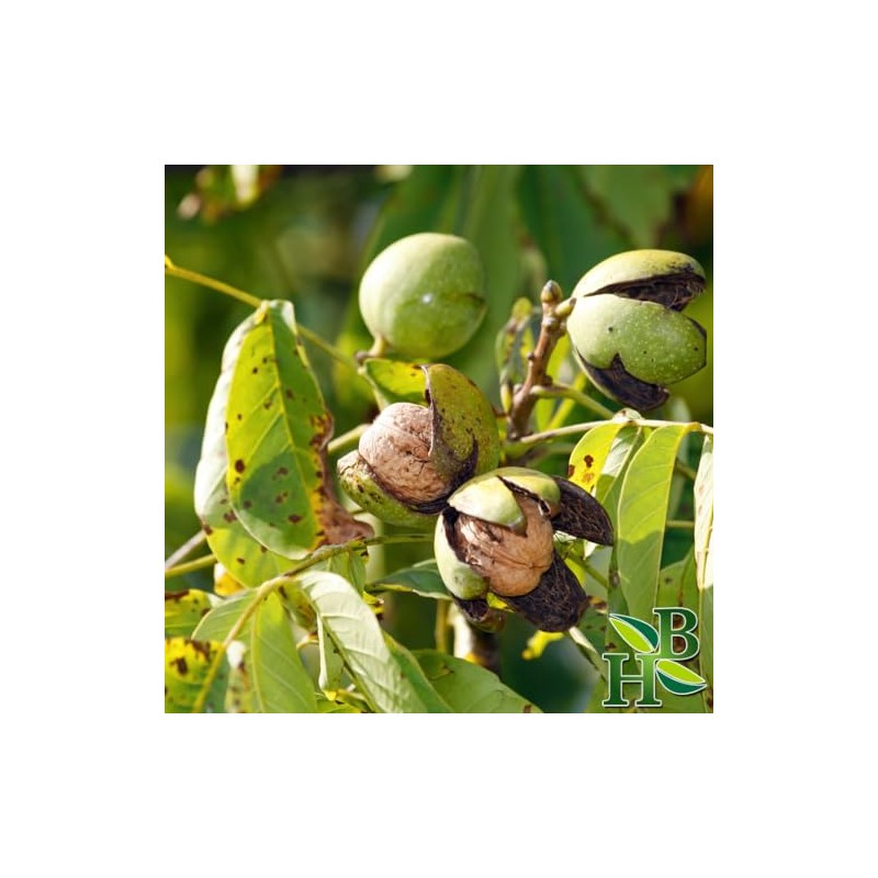 Herb To Body Black Walnut Leaf Powder - 4oz, Wildcrafted