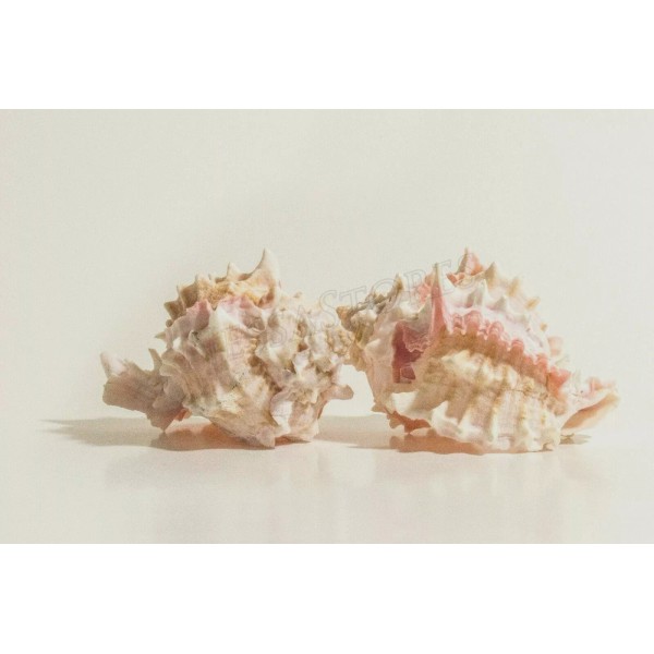 Pink Murex Phyllonotus erythrostomu Hermit Crab Sea Shell 4"-4 1/2"(2
