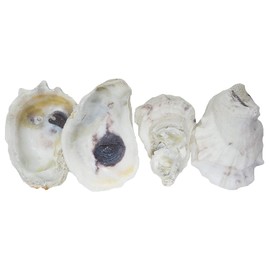 The Shell Connection | Oyster Shells 3" - 4" | 24 Pieces