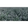 From The Field Catnip Buds In Tub, 0.5-Ounce