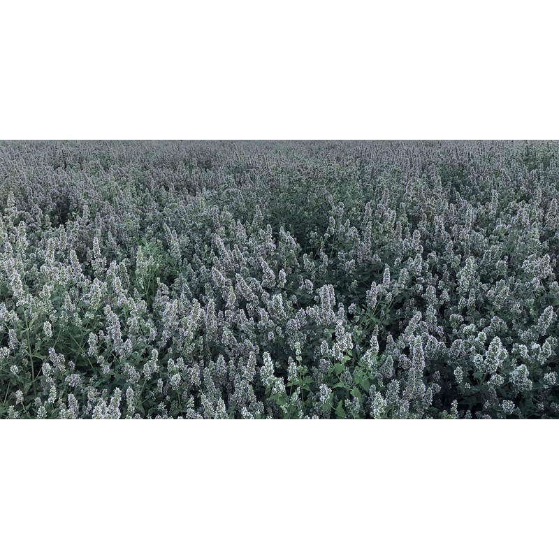 From The Field Catnip Buds In Tub, 0.5-Ounce