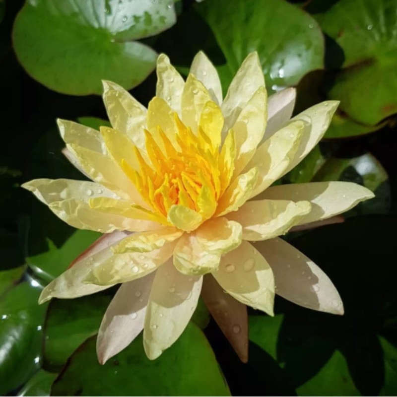 4 Pack Live Hardy Water Lilies Pre-Grown Tuber Rhizome Blue,