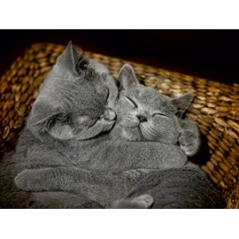 CALVENDO Puzzle Bear Cuddly Tiger - British Shorthair / CH Version 1000 Pieces Laying Size 64 x 48 cm Photo Puzzle Image by izp-Design
