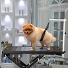 Jelly Pet Dog Belly Loop Restraint for Pet Grooming Table