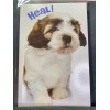 Unbranded Get Well Soon Greeting Card. Shih Tzu Puppy says